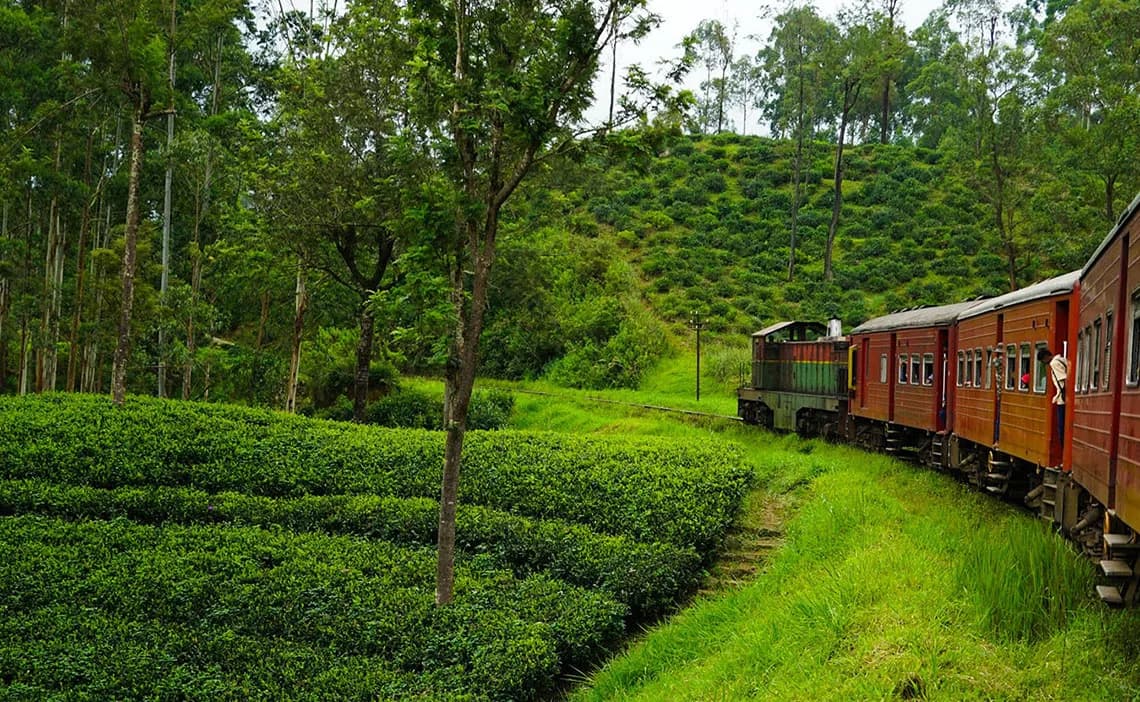 Chelsea Tours Sri Lanka travel photo 21